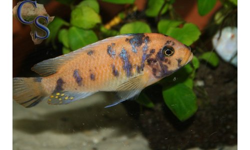 Metriaclima estherae OB